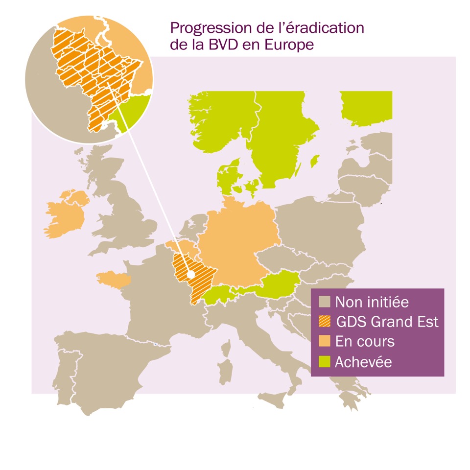 Carte-eradication - BVD